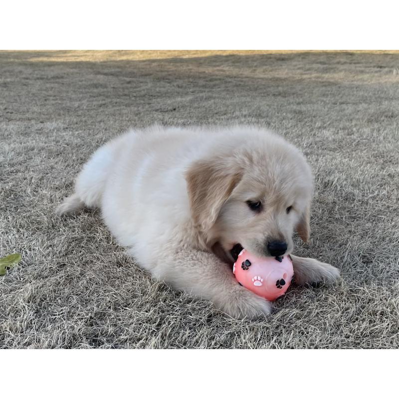 販売中の茨城県のゴールデンレトリーバー-443414の3枚目