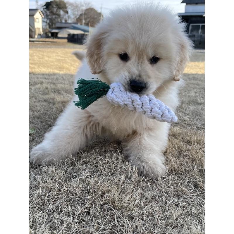 販売中の茨城県のゴールデンレトリーバー-443415の6枚目