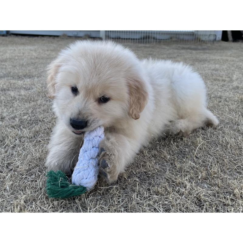 販売中の茨城県のゴールデンレトリーバー-443415の5枚目