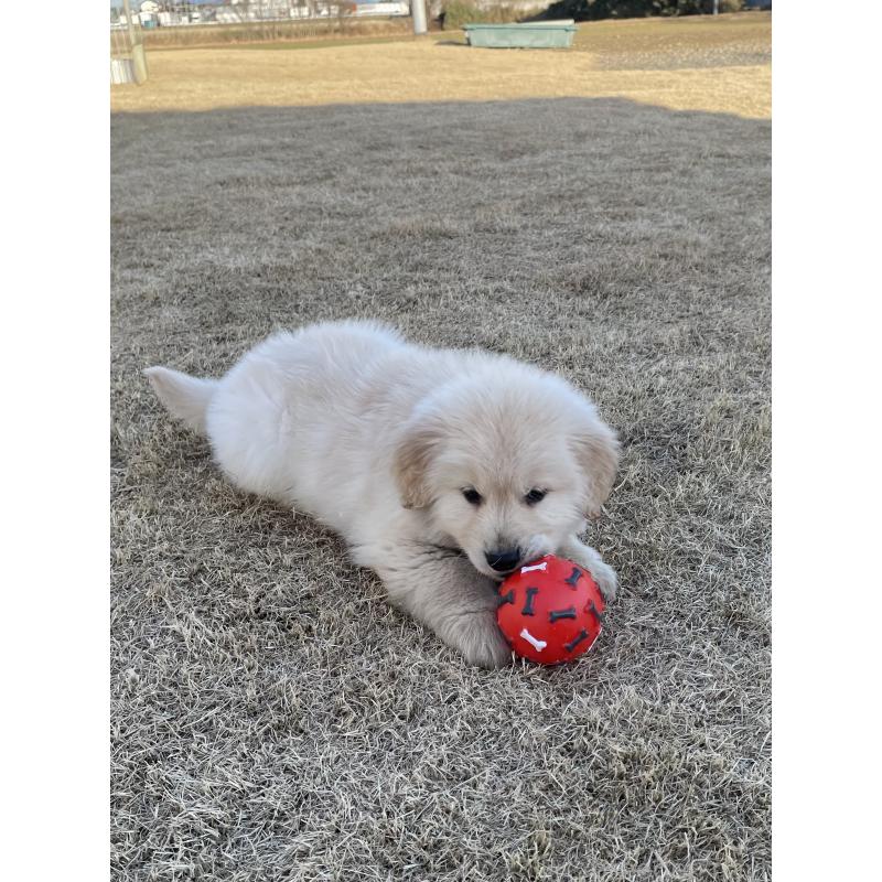 販売中の茨城県のゴールデンレトリーバー-443415の4枚目