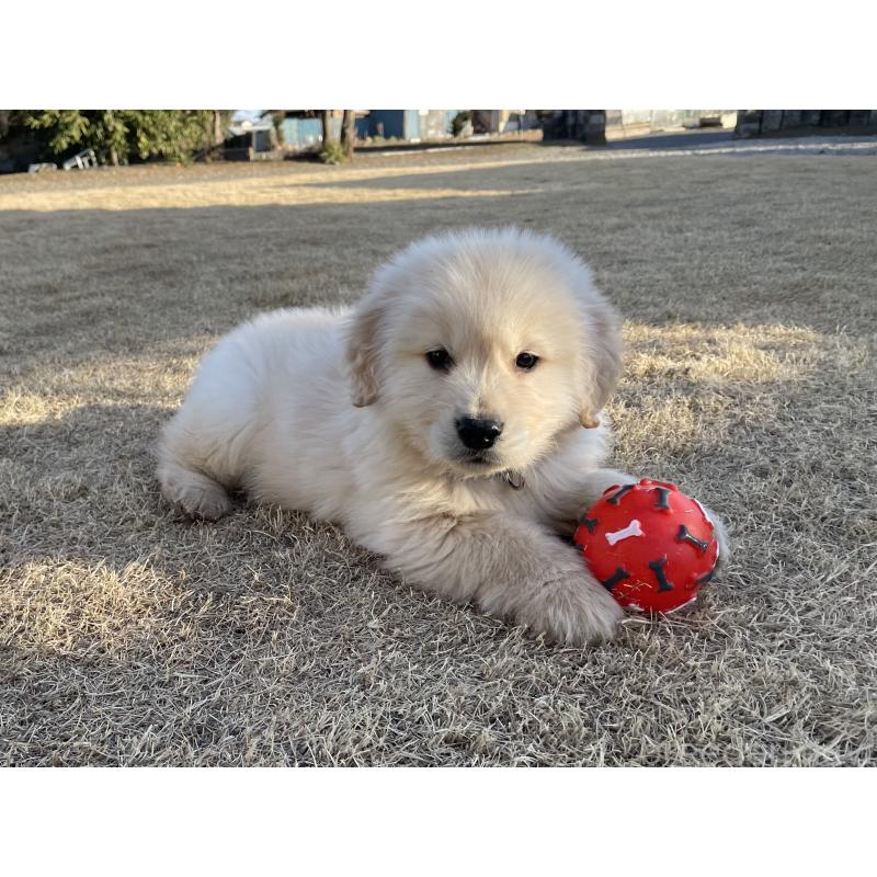 販売中の茨城県のゴールデンレトリーバー-443415の3枚目