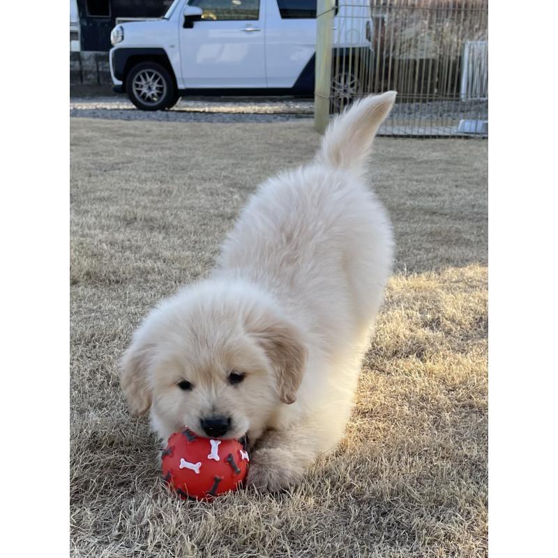 販売中の茨城県のゴールデンレトリーバー-443415の2枚目