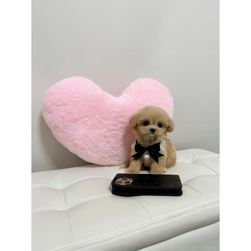 販売中の埼玉県のマルプー:マルチーズ×トイプードル-443416の3枚目