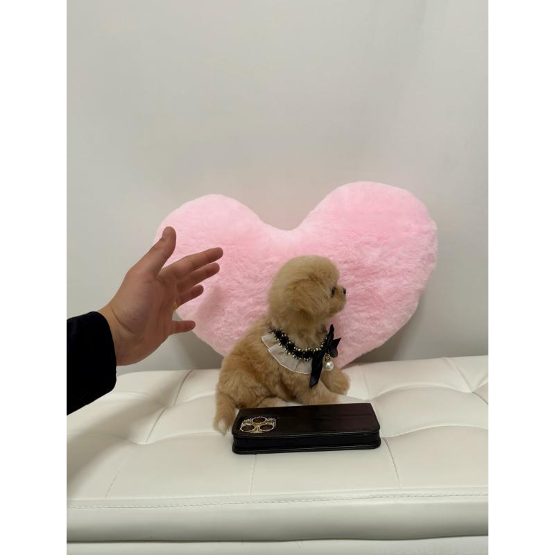 販売中の埼玉県のマルプー:マルチーズ×トイプードル-443416の2枚目