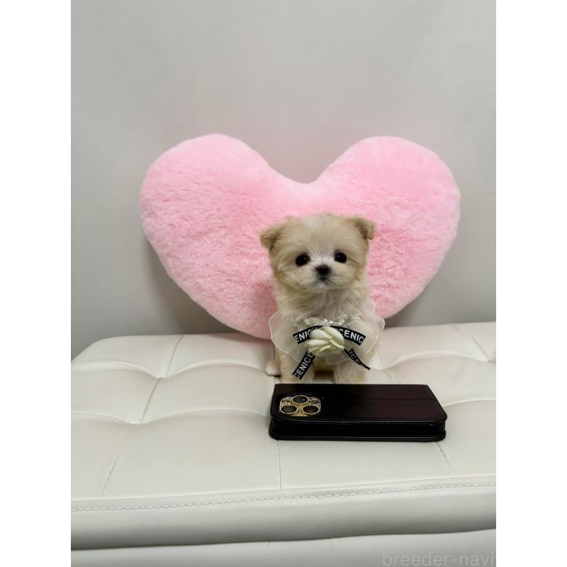 販売中の埼玉県のマルプー:マルチーズ×トイプードル-443417の3枚目