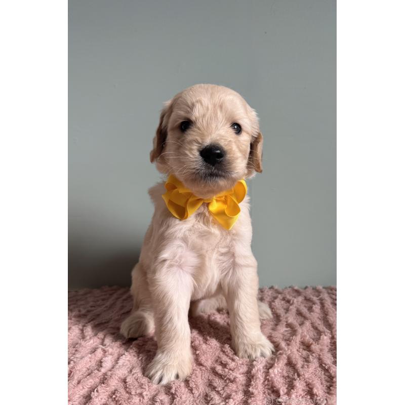 販売中の岐阜県のゴールデンドゥードル:ゴールデンレトリーバー×プードル-440869