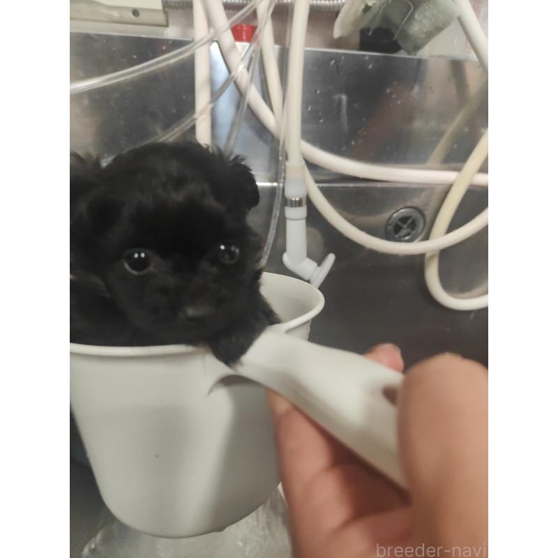 販売中の山形県のポメプー:ポメラニアン×トイプードル-440287の4枚目