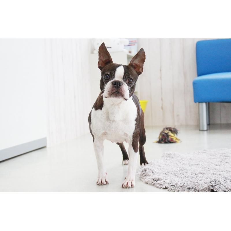 販売中の京都府のボストンテリア-443213の5枚目