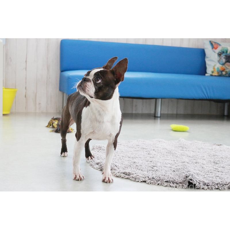 販売中の京都府のボストンテリア-443213の4枚目