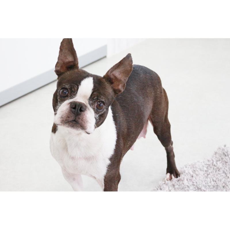 販売中の京都府のボストンテリア-443213の3枚目