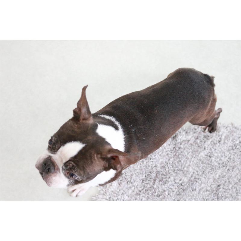 販売中の京都府のボストンテリア-443213の2枚目