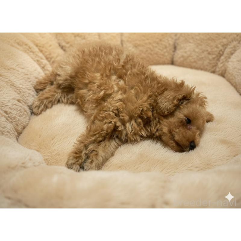 販売中の東京都のタイニープードル-435504の7枚目