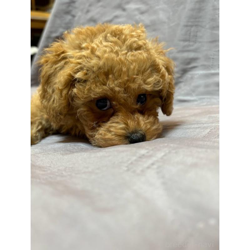 販売中の東京都のタイニープードル-435504の6枚目