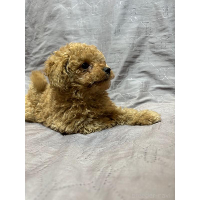 販売中の東京都のタイニープードル-435504の5枚目