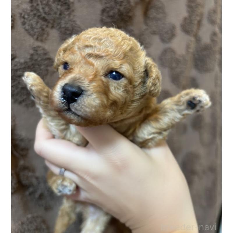 販売中の東京都のタイニープードル-435504の3枚目