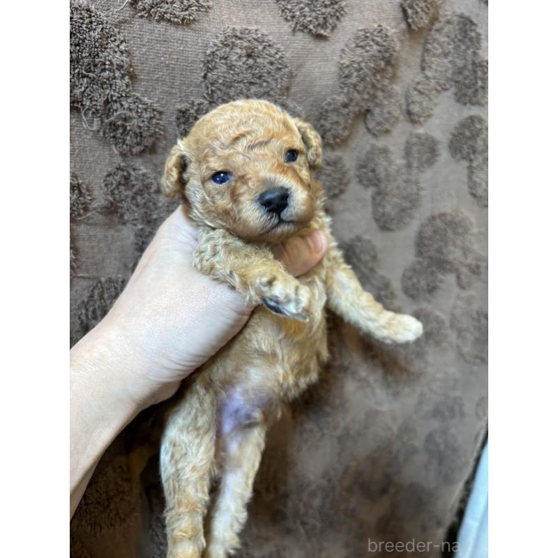 販売中の東京都のタイニープードル-435504の2枚目