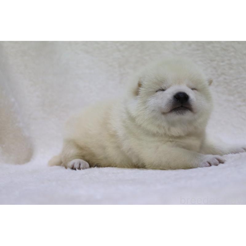 販売中の滋賀県の柴犬-443214の4枚目