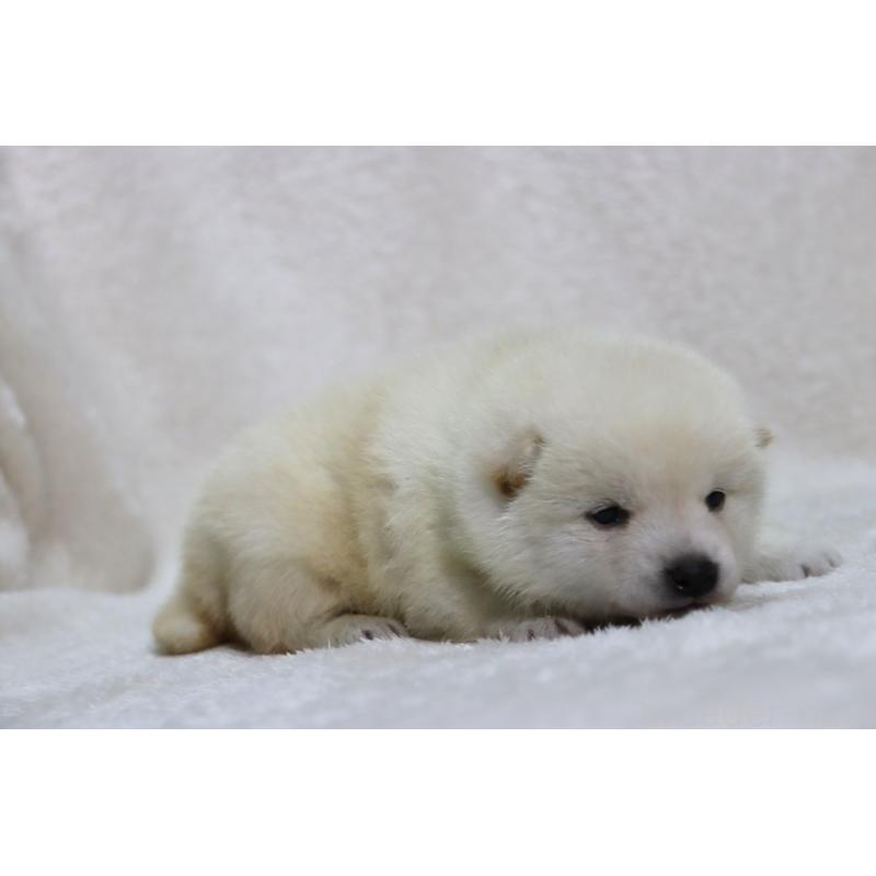 販売中の滋賀県の柴犬-443214の3枚目