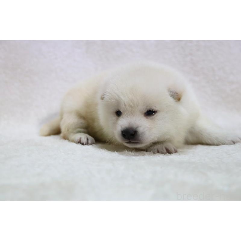 販売中の滋賀県の柴犬-443214の2枚目