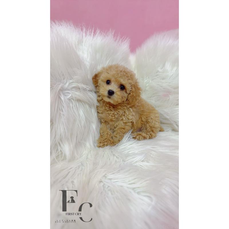 販売中の栃木県のタイニープードル-440053の4枚目