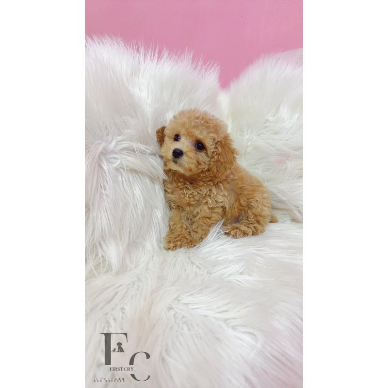 販売中の栃木県のタイニープードル-440053の3枚目