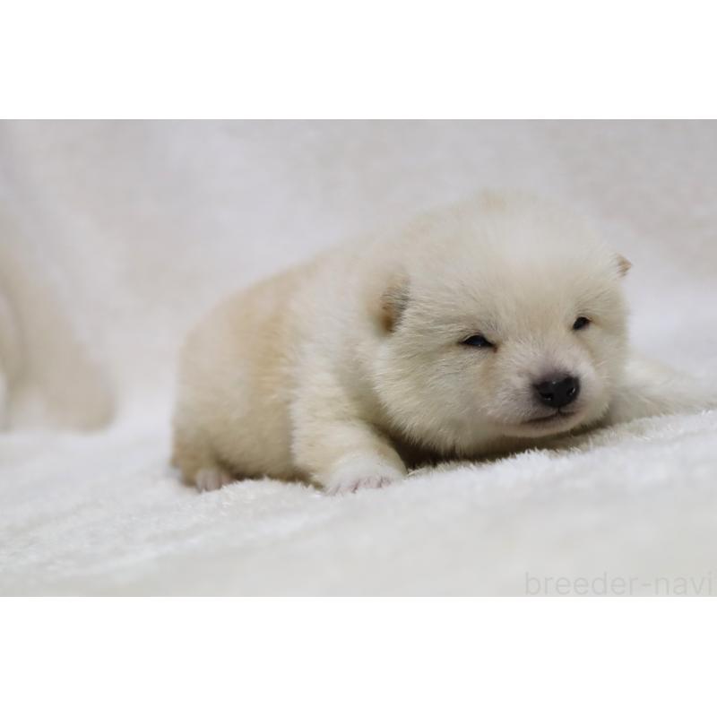 販売中の滋賀県の柴犬-443215の5枚目