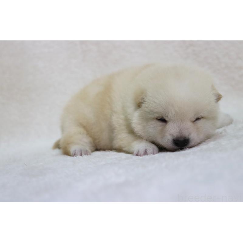 販売中の滋賀県の柴犬-443215の4枚目