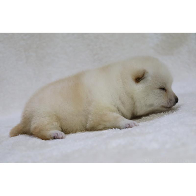 販売中の滋賀県の柴犬-443215の3枚目