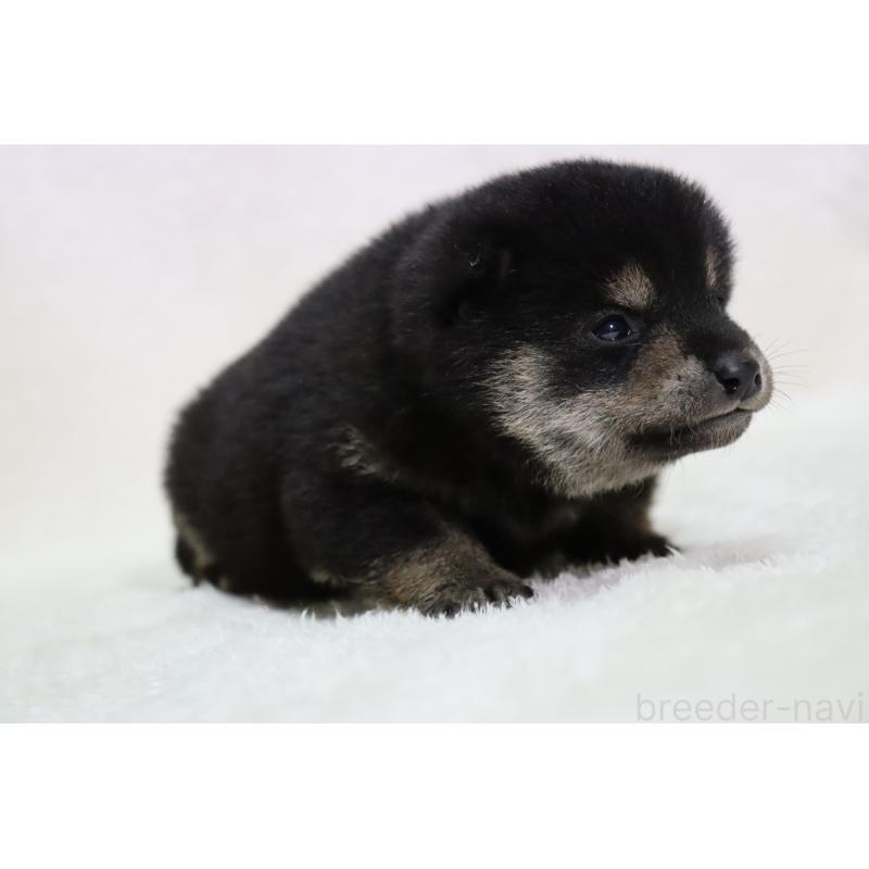 販売中の滋賀県の柴犬-443216の6枚目