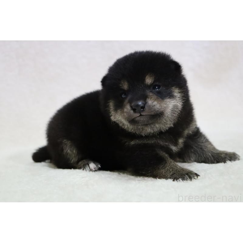 販売中の滋賀県の柴犬-443216の2枚目