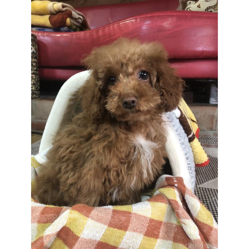 販売中の兵庫県のトイプードル-425599の11枚目