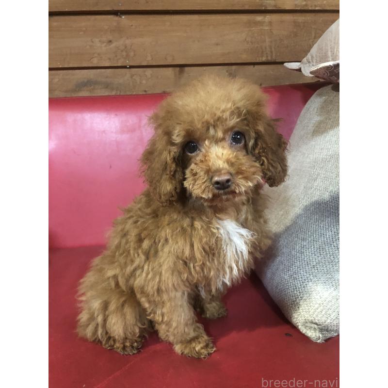 販売中の兵庫県のトイプードル-425599の10枚目