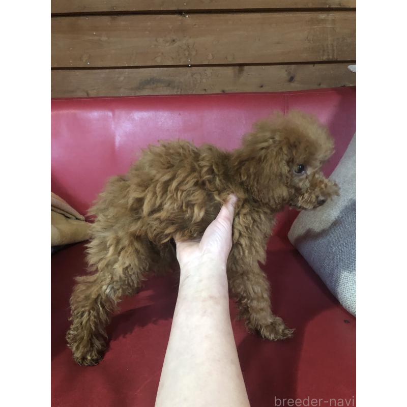 販売中の兵庫県のトイプードル-425599の9枚目