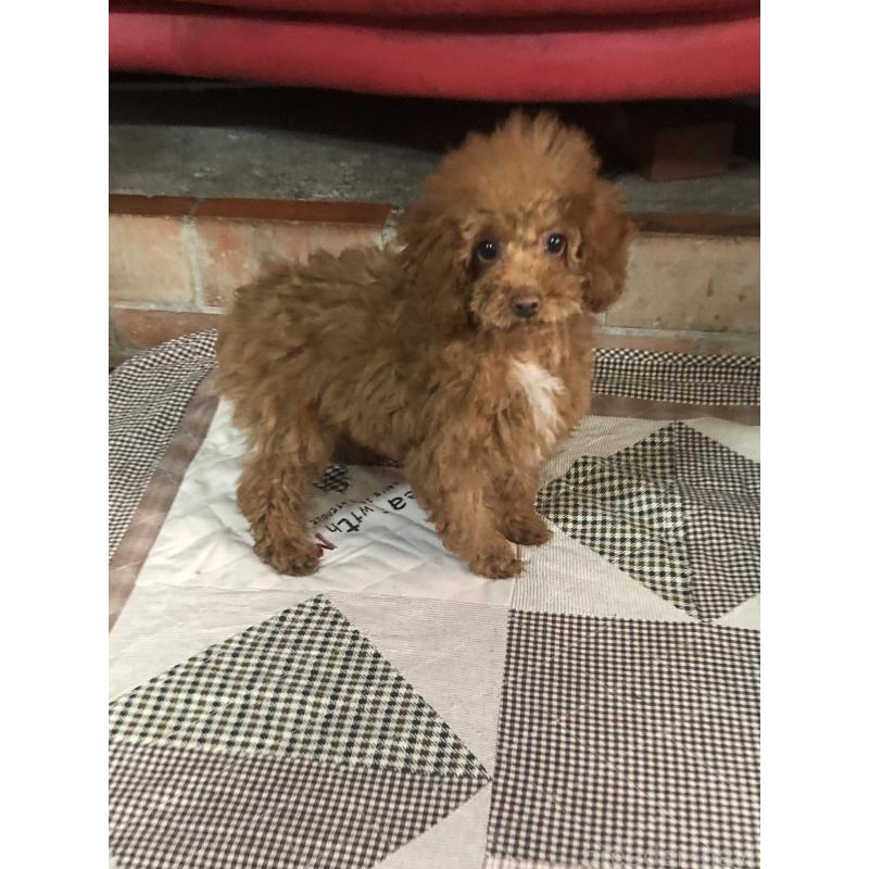 販売中の兵庫県のトイプードル-425599の7枚目