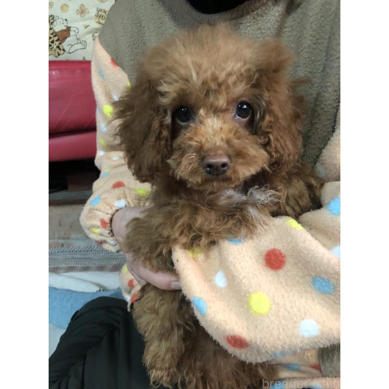 販売中の兵庫県のトイプードル-425599の5枚目