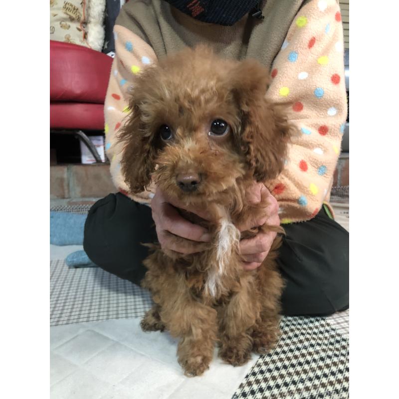 販売中の兵庫県のトイプードル-425599の4枚目