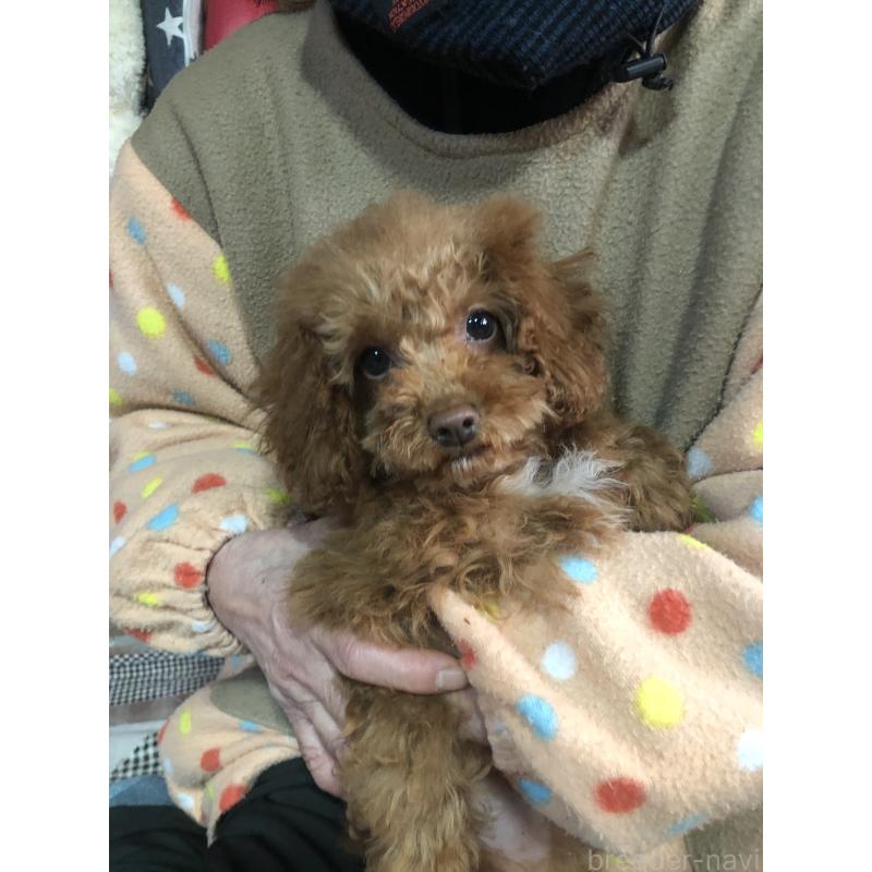 販売中の兵庫県のトイプードル-425599の3枚目