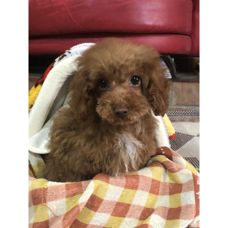 販売中の兵庫県のトイプードル-425599