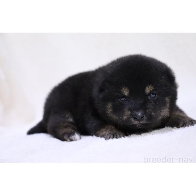 販売中の滋賀県の柴犬-443217の8枚目