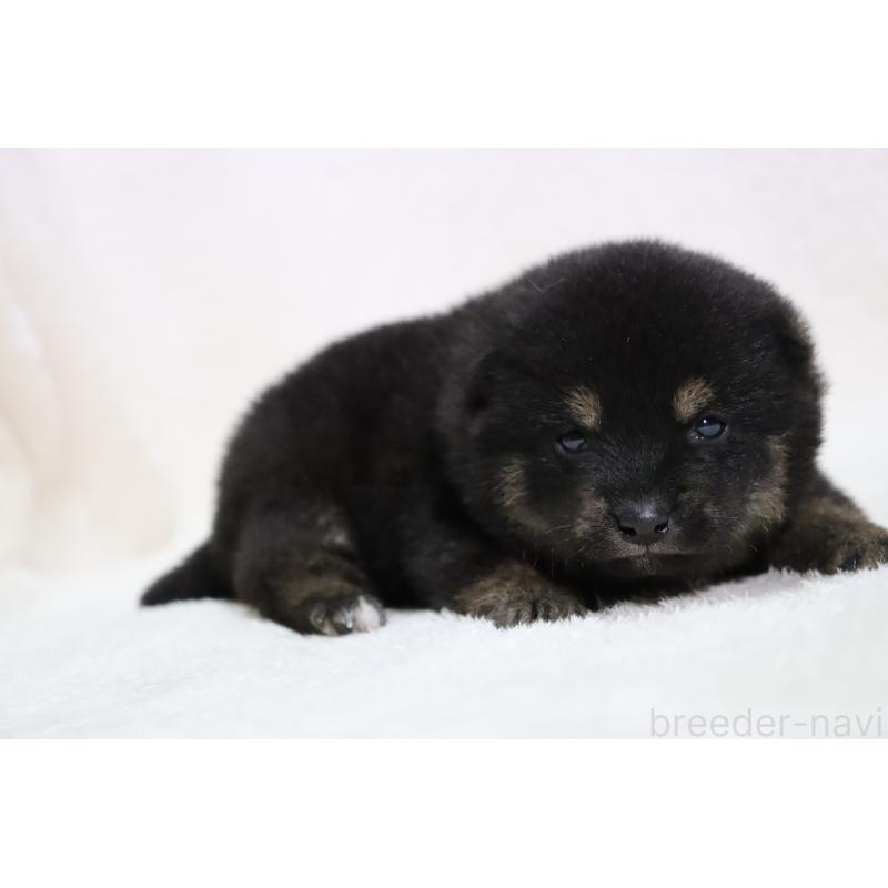 販売中の滋賀県の柴犬-443217の7枚目