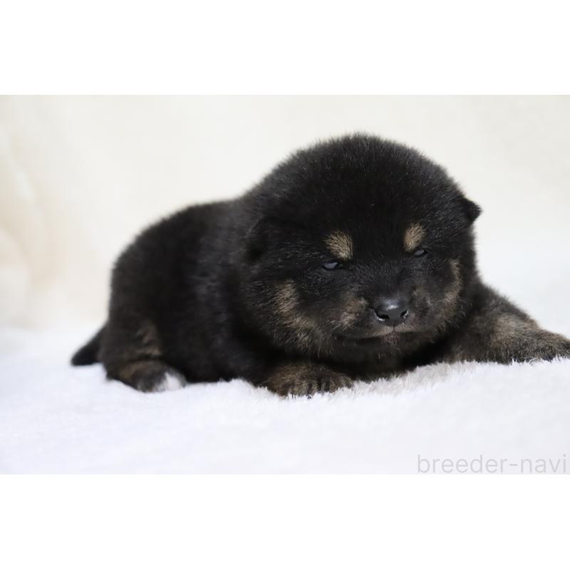 販売中の滋賀県の柴犬-443217の6枚目