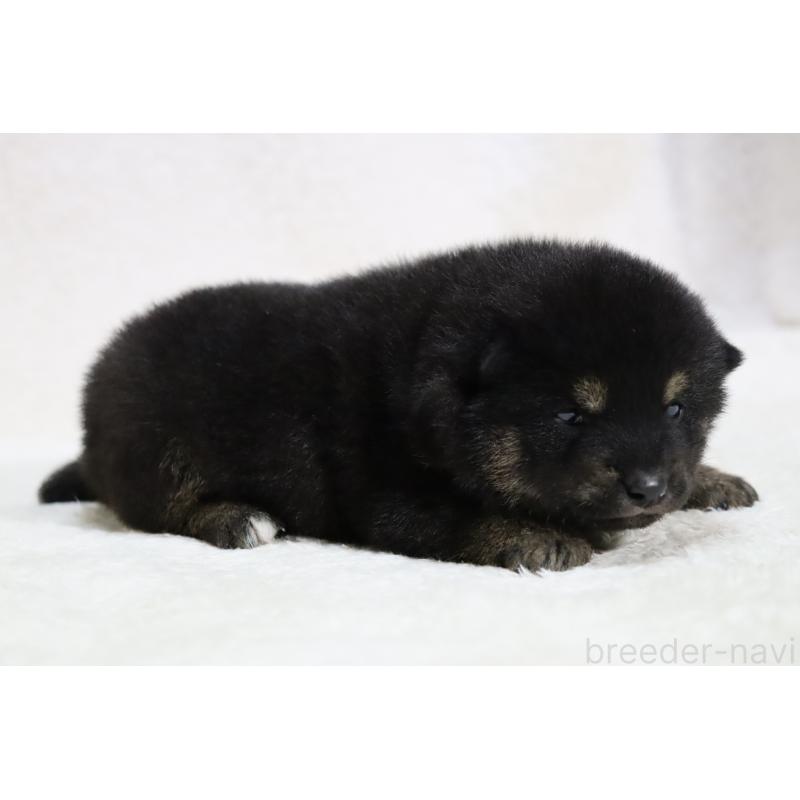 販売中の滋賀県の柴犬-443217の5枚目