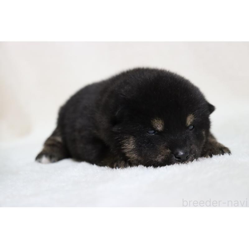 販売中の滋賀県の柴犬-443217の4枚目