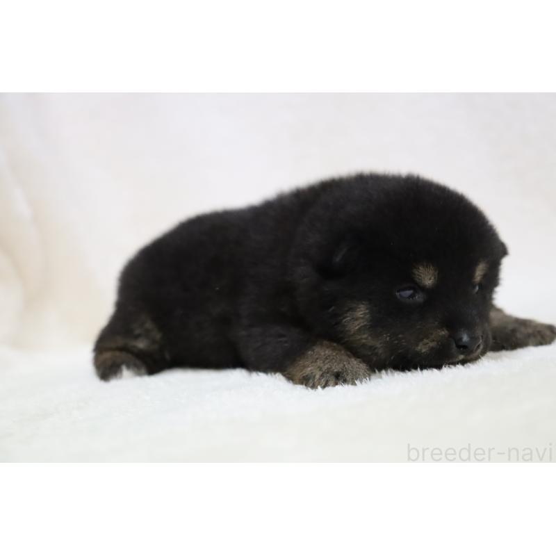 販売中の滋賀県の柴犬-443217の2枚目