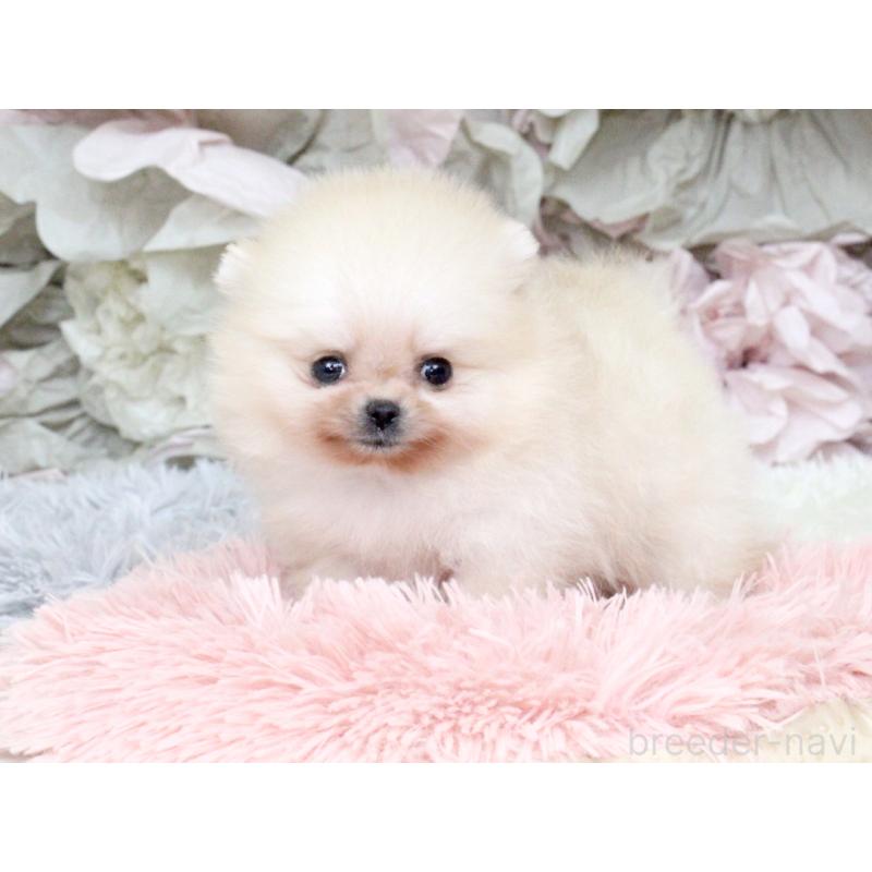 成約済の大阪府のポメラニアン-439129の8枚目