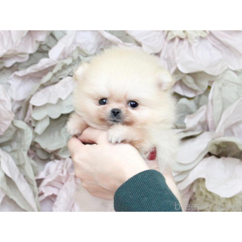 成約済の大阪府のポメラニアン-439129の7枚目