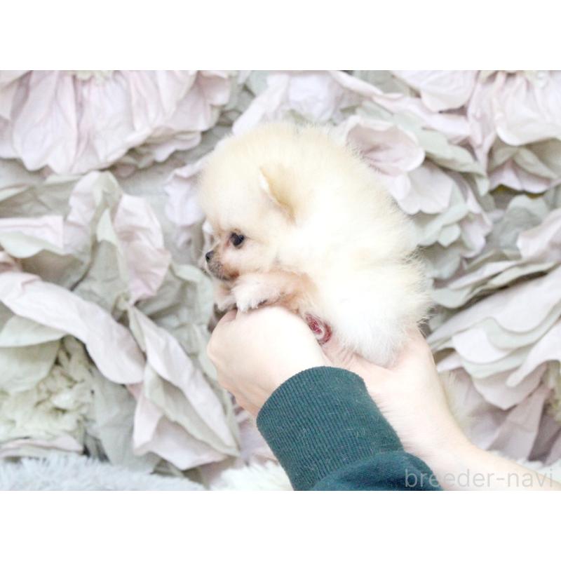 成約済の大阪府のポメラニアン-439129の4枚目