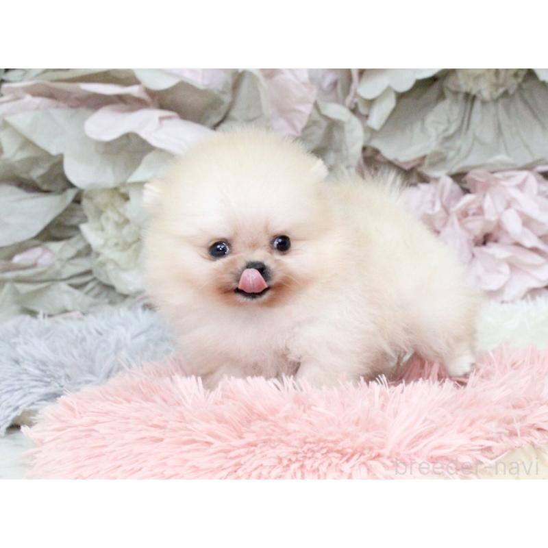 成約済の大阪府のポメラニアン-439129の3枚目