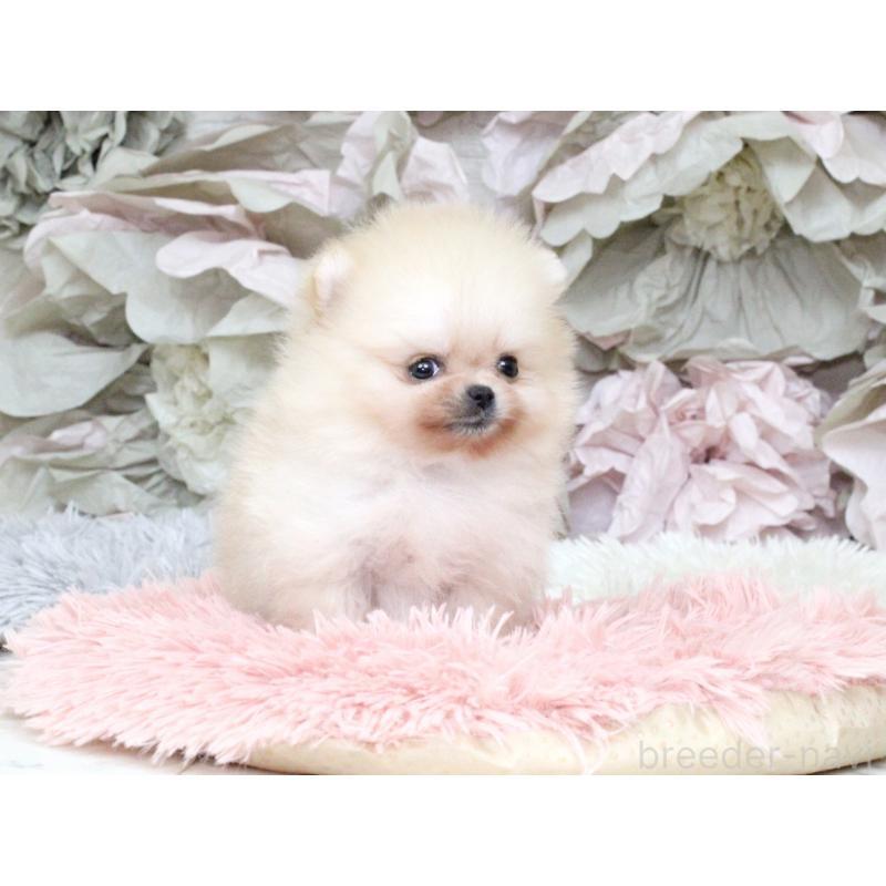 成約済の大阪府のポメラニアン-439129の2枚目