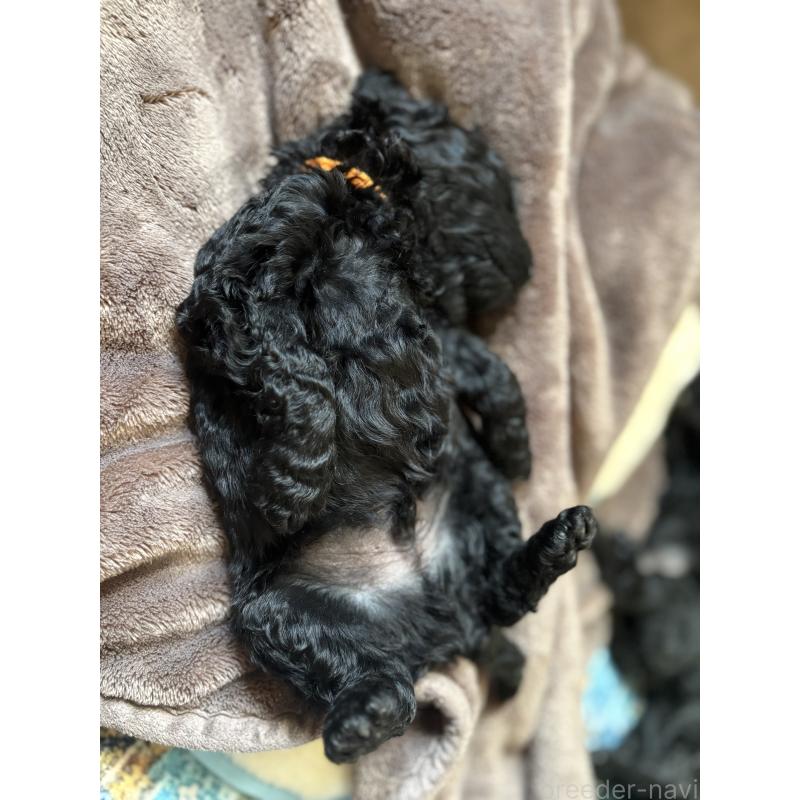 販売中の東京都のミディアムプードル-443218の4枚目